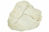 Miocene Fossil Leaf (Cinnamomum) Plate - Augsburg, Germany #254152-1